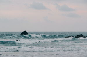 Sea bich