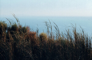 Grass in the bich